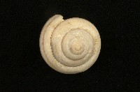 藏品(左旋栗蝸牛)的圖片